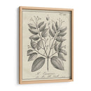 Antiguo Botánico Blanco Y Negro Vii. - Vision Studio | Cuadro decorativo de Canvas Lab