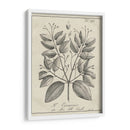 Antiguo Botánico Blanco Y Negro Vii. - Vision Studio | Cuadro decorativo de Canvas Lab