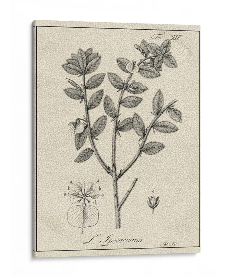 Antiguo Black And White Botanical Viii - Vision Studio | Cuadro decorativo de Canvas Lab