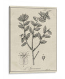 Antiguo Black And White Botanical Viii - Vision Studio | Cuadro decorativo de Canvas Lab