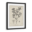 Antiguo Black And White Botanical Viii - Vision Studio | Cuadro decorativo de Canvas Lab