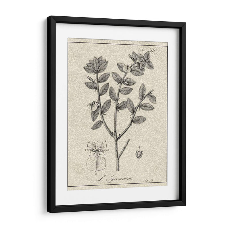 Antiguo Black And White Botanical Viii - Vision Studio | Cuadro decorativo de Canvas Lab