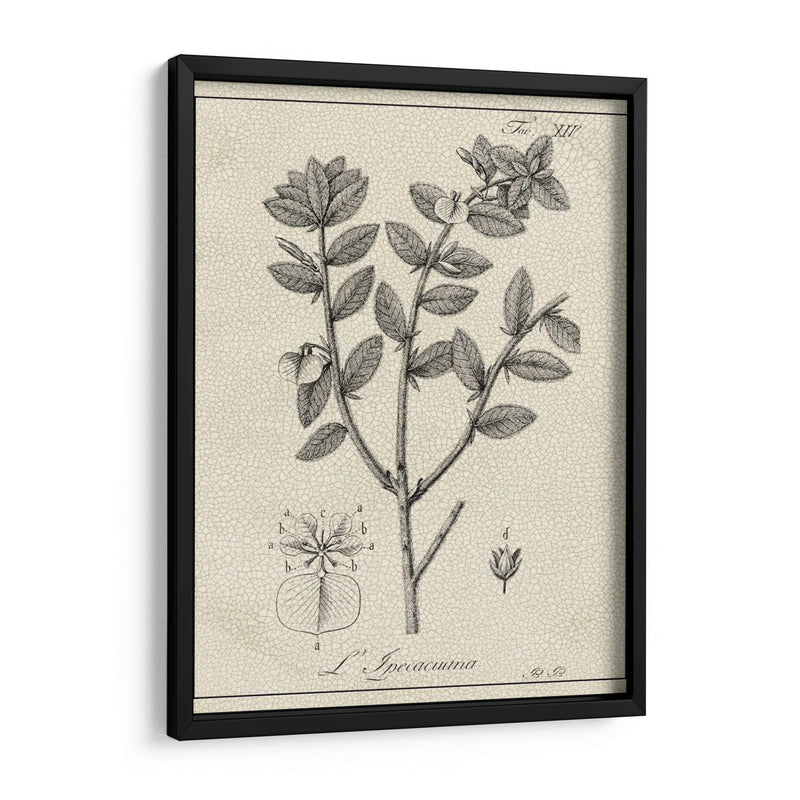 Antiguo Black And White Botanical Viii - Vision Studio | Cuadro decorativo de Canvas Lab