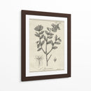 Antiguo Black And White Botanical Viii - Vision Studio | Cuadro decorativo de Canvas Lab