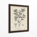 Antiguo Black And White Botanical Viii - Vision Studio | Cuadro decorativo de Canvas Lab