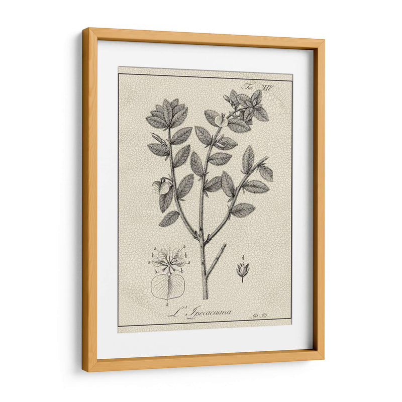 Antiguo Black And White Botanical Viii - Vision Studio | Cuadro decorativo de Canvas Lab