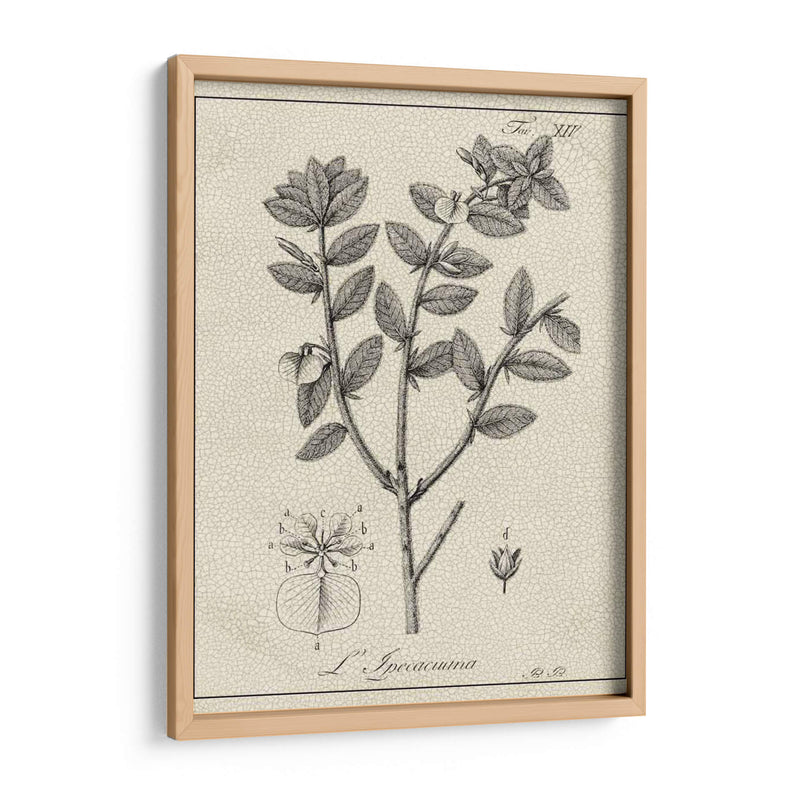 Antiguo Black And White Botanical Viii - Vision Studio | Cuadro decorativo de Canvas Lab