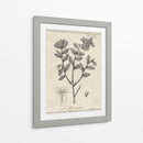 Antiguo Black And White Botanical Viii - Vision Studio | Cuadro decorativo de Canvas Lab