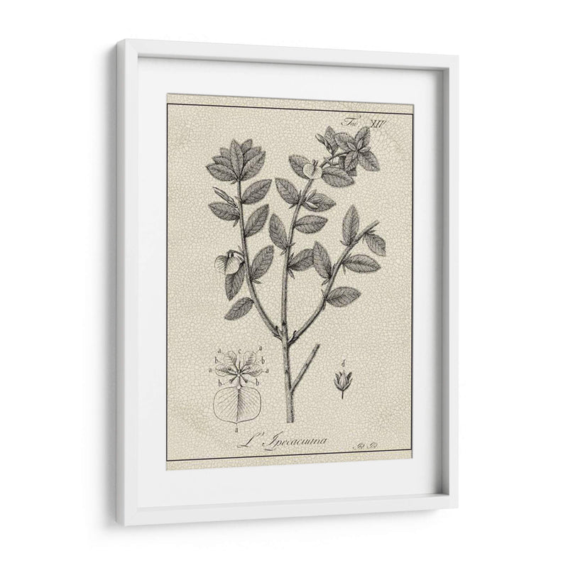 Antiguo Black And White Botanical Viii - Vision Studio | Cuadro decorativo de Canvas Lab