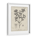 Antiguo Black And White Botanical Viii - Vision Studio | Cuadro decorativo de Canvas Lab