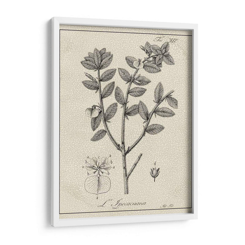 Antiguo Black And White Botanical Viii - Vision Studio | Cuadro decorativo de Canvas Lab