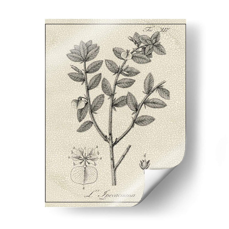 Antiguo Black And White Botanical Viii - Vision Studio | Cuadro decorativo de Canvas Lab