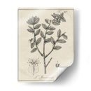 Antiguo Black And White Botanical Viii - Vision Studio | Cuadro decorativo de Canvas Lab