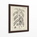 Antiguo Blanco Y Negro Botánico Ix - Vision Studio | Cuadro decorativo de Canvas Lab