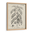 Antiguo Blanco Y Negro Botánico Ix - Vision Studio | Cuadro decorativo de Canvas Lab