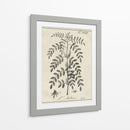 Antiguo Blanco Y Negro Botánico Ix - Vision Studio | Cuadro decorativo de Canvas Lab