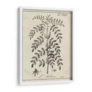 Antiguo Blanco Y Negro Botánico Ix - Vision Studio | Cuadro decorativo de Canvas Lab