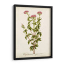 Hierba Antigua Botánica I | Cuadro decorativo de Canvas Lab