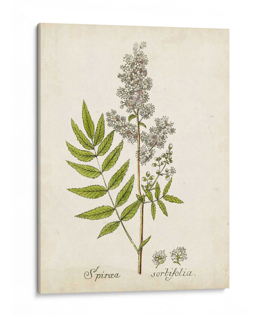 Hierba Antigua Botanical Iii | Cuadro decorativo de Canvas Lab