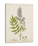 Hierba Antigua Botanical Iii | Cuadro decorativo de Canvas Lab