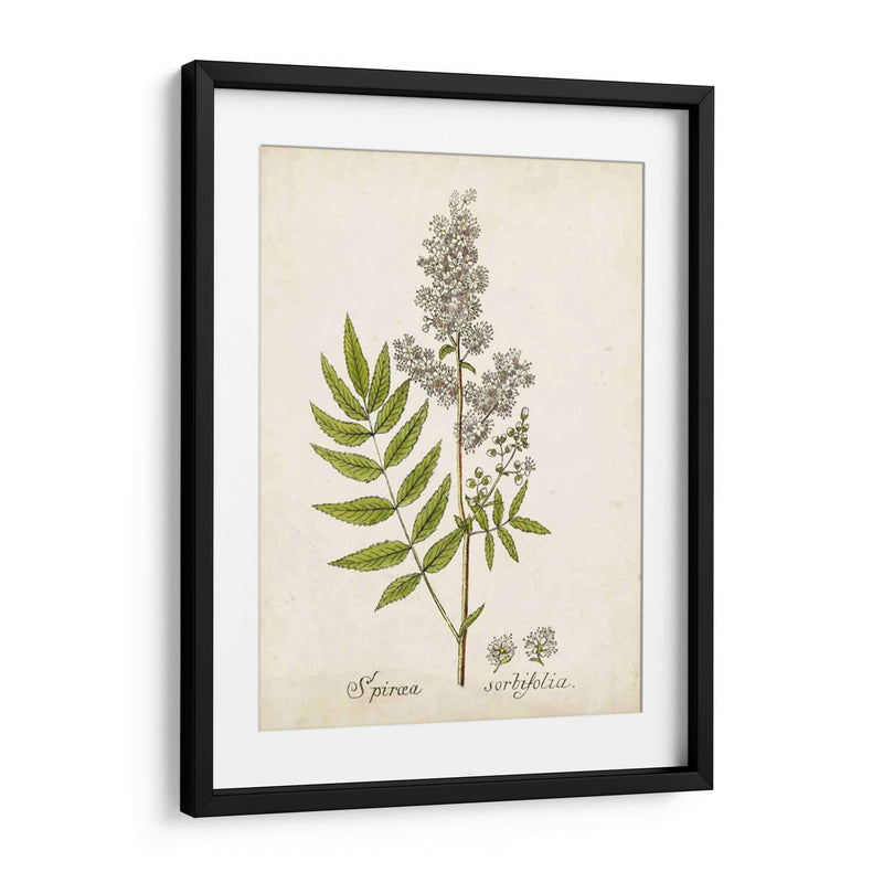 Hierba Antigua Botanical Iii | Cuadro decorativo de Canvas Lab