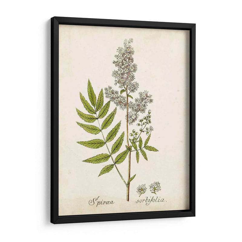 Hierba Antigua Botanical Iii | Cuadro decorativo de Canvas Lab