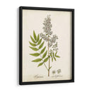 Hierba Antigua Botanical Iii | Cuadro decorativo de Canvas Lab