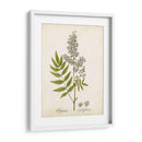 Hierba Antigua Botanical Iii | Cuadro decorativo de Canvas Lab