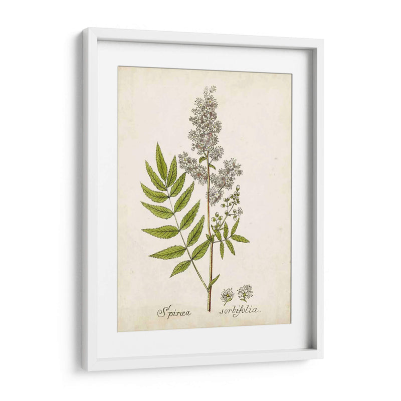 Hierba Antigua Botanical Iii | Cuadro decorativo de Canvas Lab