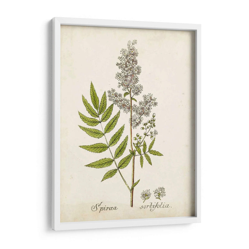 Hierba Antigua Botanical Iii | Cuadro decorativo de Canvas Lab