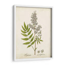 Hierba Antigua Botanical Iii | Cuadro decorativo de Canvas Lab