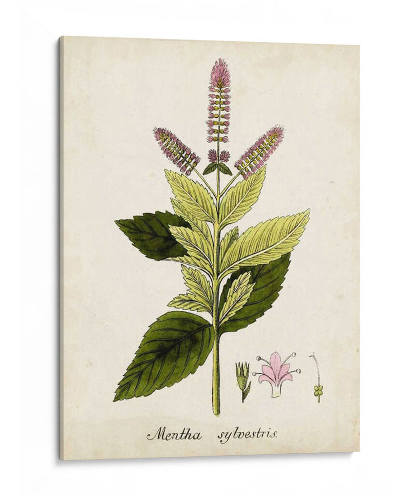 Antiguo Herb Botanical Vi | Cuadro decorativo de Canvas Lab