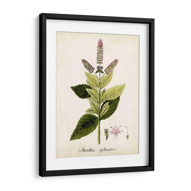 Antiguo Herb Botanical Vi | Cuadro decorativo de Canvas Lab