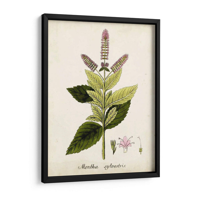 Antiguo Herb Botanical Vi | Cuadro decorativo de Canvas Lab