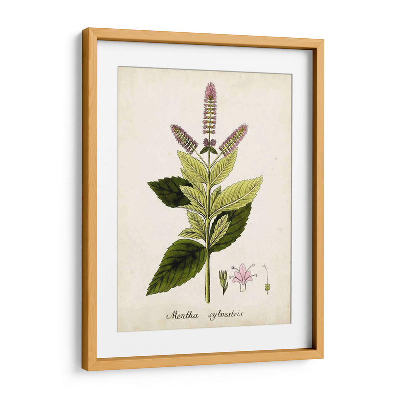 Antiguo Herb Botanical Vi | Cuadro decorativo de Canvas Lab