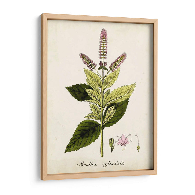 Antiguo Herb Botanical Vi | Cuadro decorativo de Canvas Lab