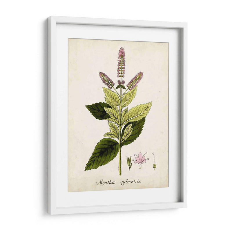 Antiguo Herb Botanical Vi | Cuadro decorativo de Canvas Lab