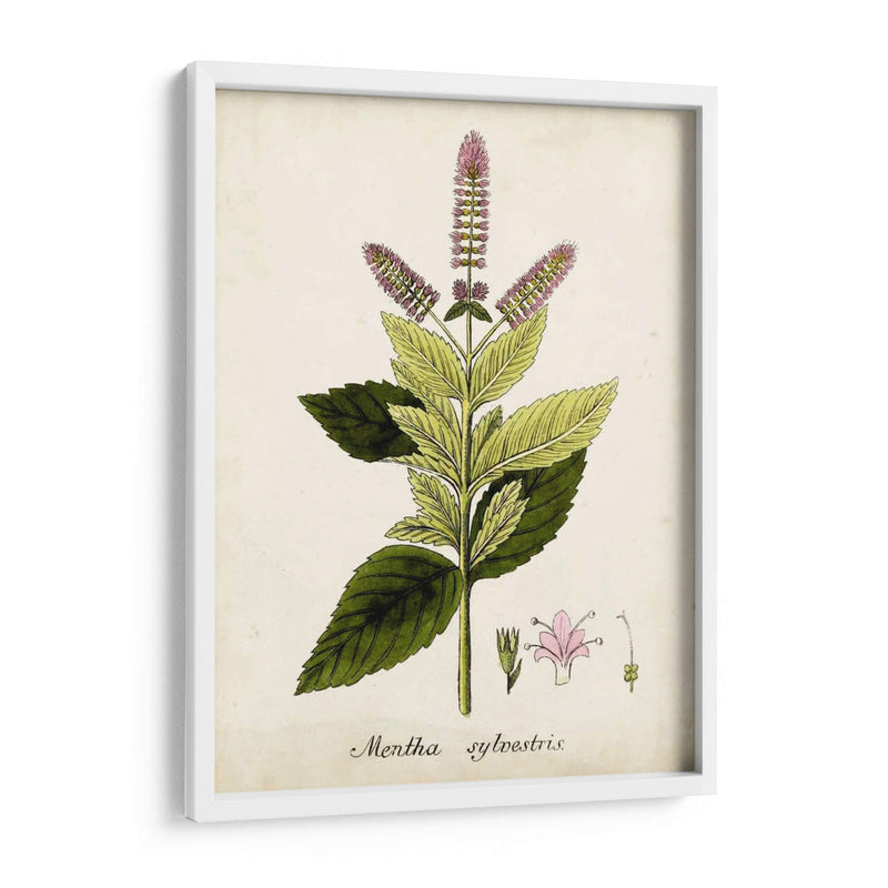 Antiguo Herb Botanical Vi | Cuadro decorativo de Canvas Lab