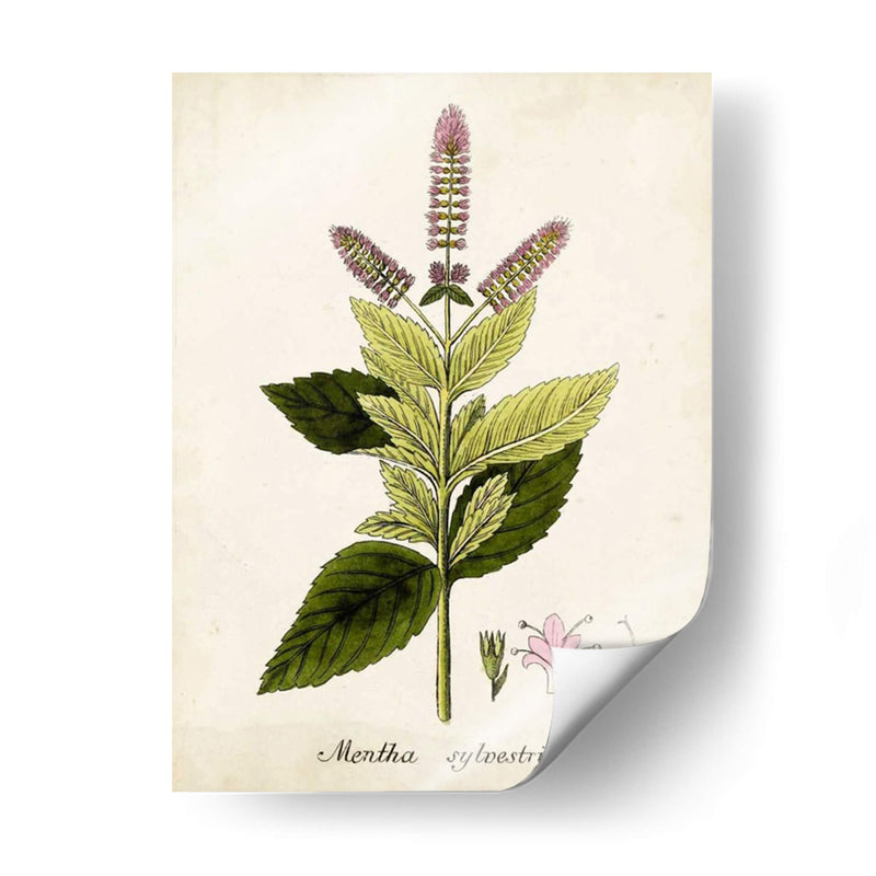 Antiguo Herb Botanical Vi | Cuadro decorativo de Canvas Lab