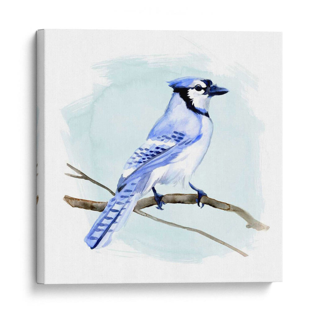 Costa Blue Jay I - W. Rutledge | Cuadro decorativo de Canvas Lab