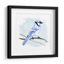 Costa Blue Jay I - W. Rutledge | Cuadro decorativo de Canvas Lab