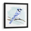 Costa Blue Jay I - W. Rutledge | Cuadro decorativo de Canvas Lab