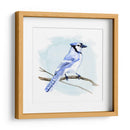 Costa Blue Jay I - W. Rutledge | Cuadro decorativo de Canvas Lab