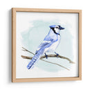 Costa Blue Jay I - W. Rutledge | Cuadro decorativo de Canvas Lab