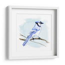 Costa Blue Jay I - W. Rutledge | Cuadro decorativo de Canvas Lab