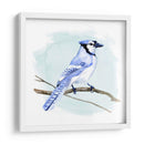 Costa Blue Jay I - W. Rutledge | Cuadro decorativo de Canvas Lab