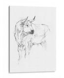 Estudio De Toros Ii - Ethan Harper | Cuadro decorativo de Canvas Lab