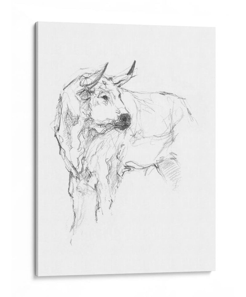 Estudio De Toros Ii - Ethan Harper | Cuadro decorativo de Canvas Lab