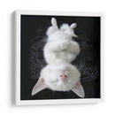 Cat Yoga Iii - Kim Curinga | Cuadro decorativo de Canvas Lab