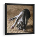 Cat Yoga Iv - Kim Curinga | Cuadro decorativo de Canvas Lab